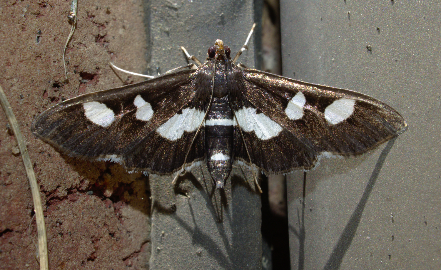FUNERALIS_20200608.jpg